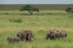 tanzania4054