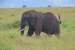 tanzania4059