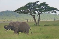 tanzania4062