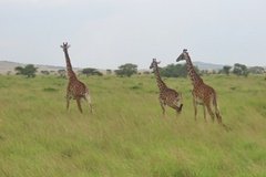 tanzania4063