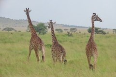 tanzania4064