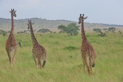 tanzania4065