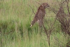 tanzania4079