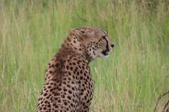 tanzania4082