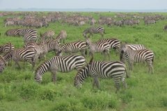 tanzania4088