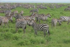 tanzania4090