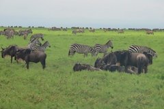 tanzania4093