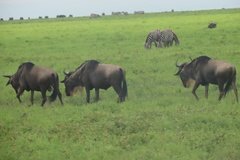 tanzania4094