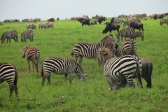 tanzania4095