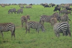 tanzania4096