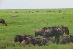 tanzania4099