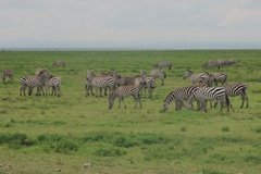 tanzania4101