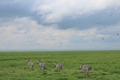 tanzania4102