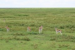 tanzania4109