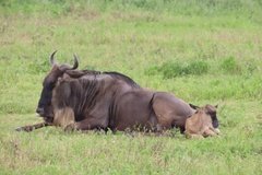 tanzania5027