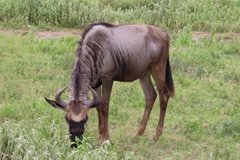 tanzania5030