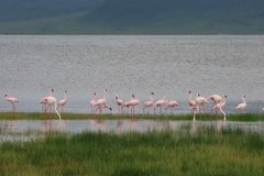 tanzania5050
