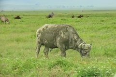 tanzania5051