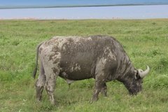 tanzania5052