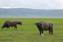 tanzania5054
