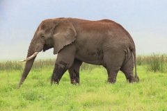 tanzania5060