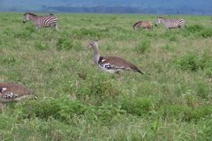 tanzania5067