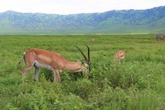 tanzania5116