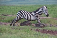 tanzania5118