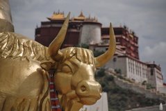 tibet0240