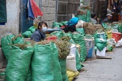 tibet0250