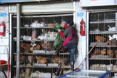 tibet0253