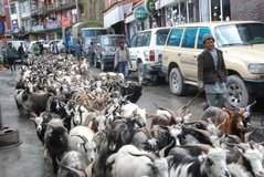 tibet1006