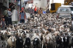 tibet1009