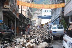 tibet1010
