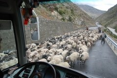 tibet1039