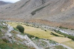 tibet1050