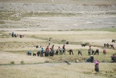 tibet1131