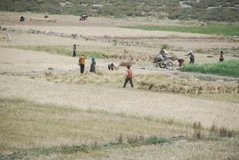 tibet1132
