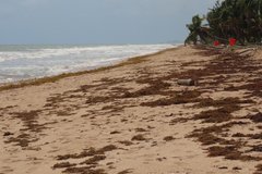 trinidad1093