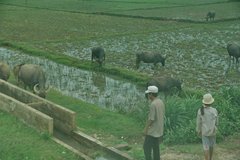 vietnam3704