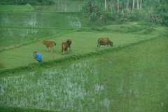 vietnam3706
