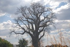 zambia5016