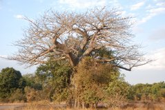 zambia5035
