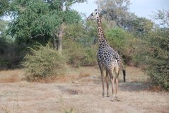 zambia5036