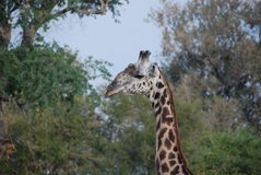 zambia5037
