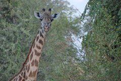 zambia5041