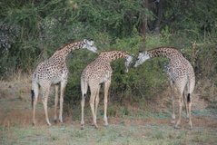 zambia5042