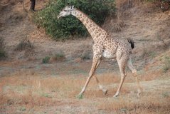 zambia5045