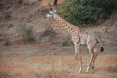 zambia5046