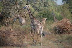 zambia5049